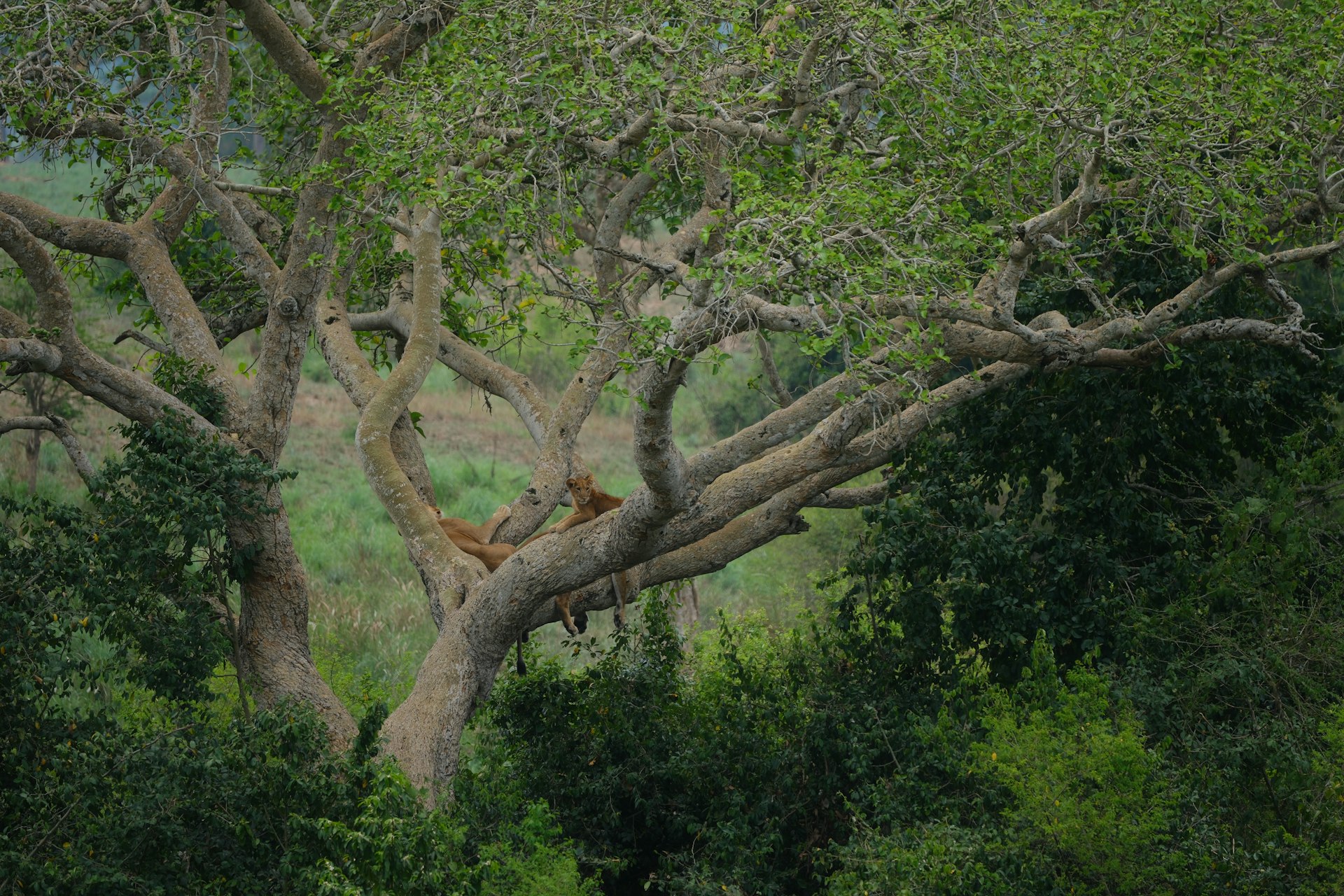 Lion rests in a tree, blending with nature.